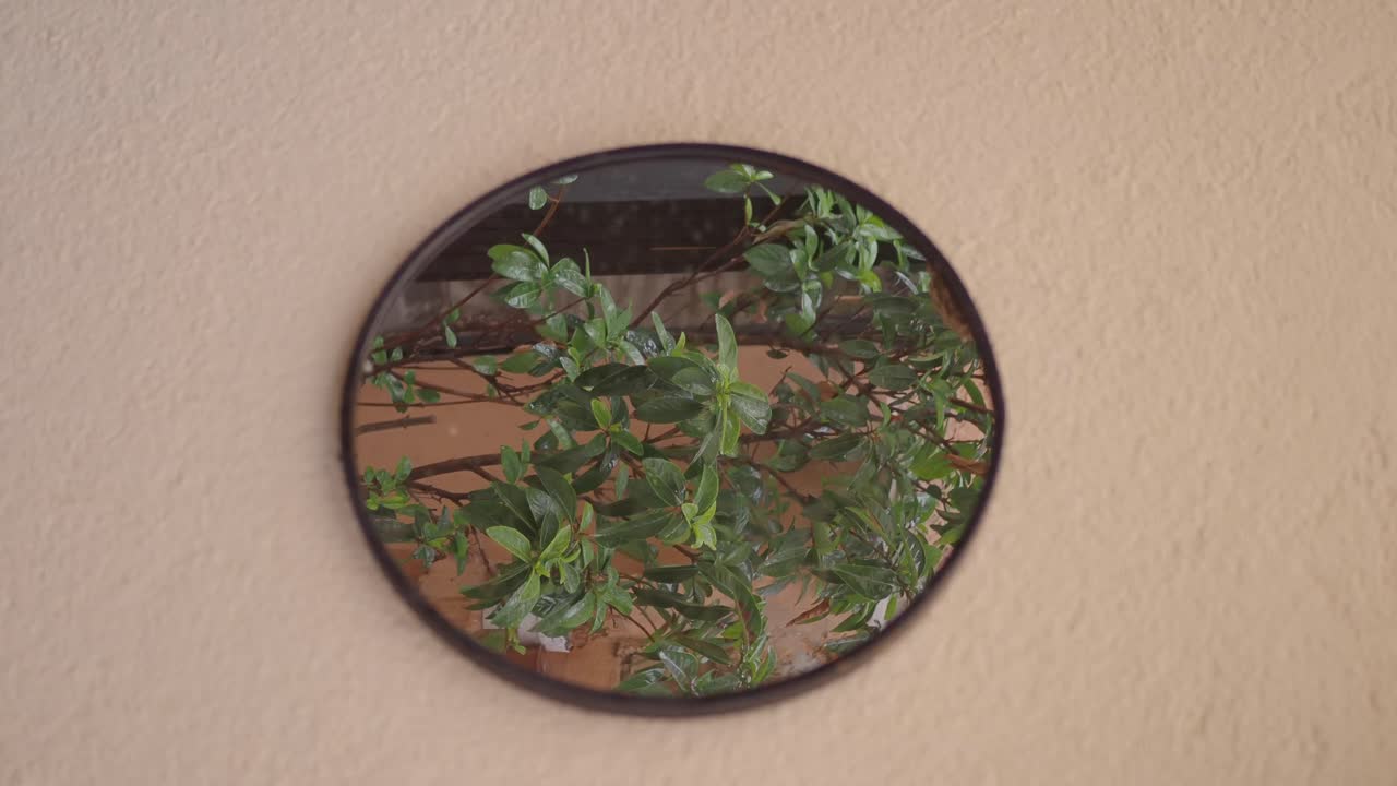 Riflesso di una pianta in uno specchio rotondo su una parete