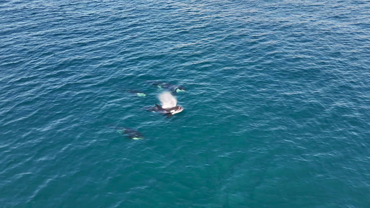 Aerial footage of a pod of killer whales surfacing off Baja California, with crystal-clear ocean waters below. Drone shot of orcas.