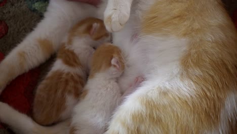 Close-up-shot-on-two-kittens-,-breastfeeding-their-mother-4k