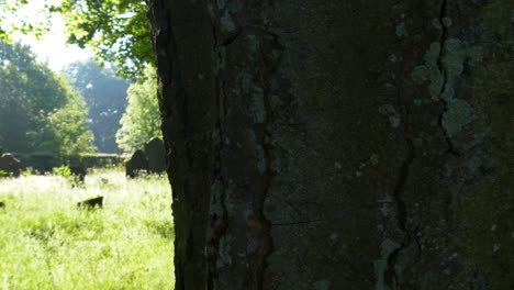 Enthüllte-Den-Historischen-Keltischen-Friedhof-In-Der-Grafschaft-Wexford,-Irland