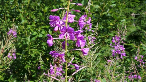 cute bee pollinating on purple flowers