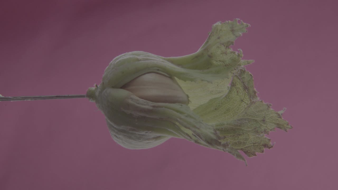 avellana girando con bucle en la pantalla de fucsia para la llave de croma