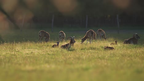 mouflons create a soothing spectacle as they graze on the picturesque green meadow