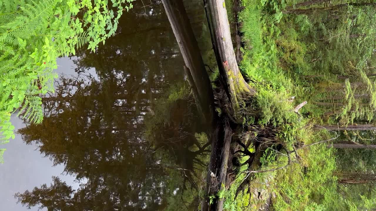 un río lento en el bosque nacional de tongass cerca de ketchikan, alaska - orientación vertical