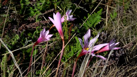 close shot of wildflowers in the sierra