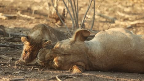 medium shot of a tiny lion cub lying next to its mother's head and rubbing heads, mashatu game reserve