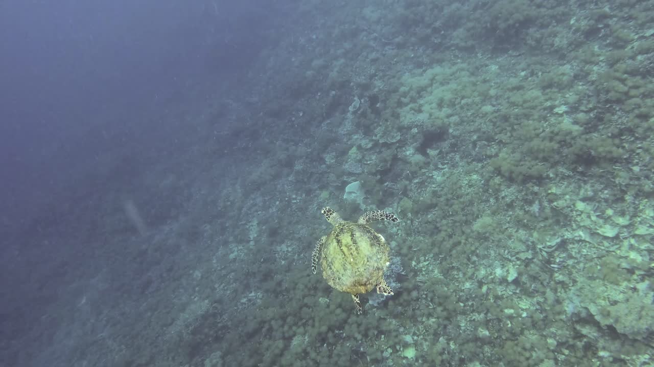 величественная морская черепаха грациозно плавает по чистой голубой воде у раджа-ампата, индонезия