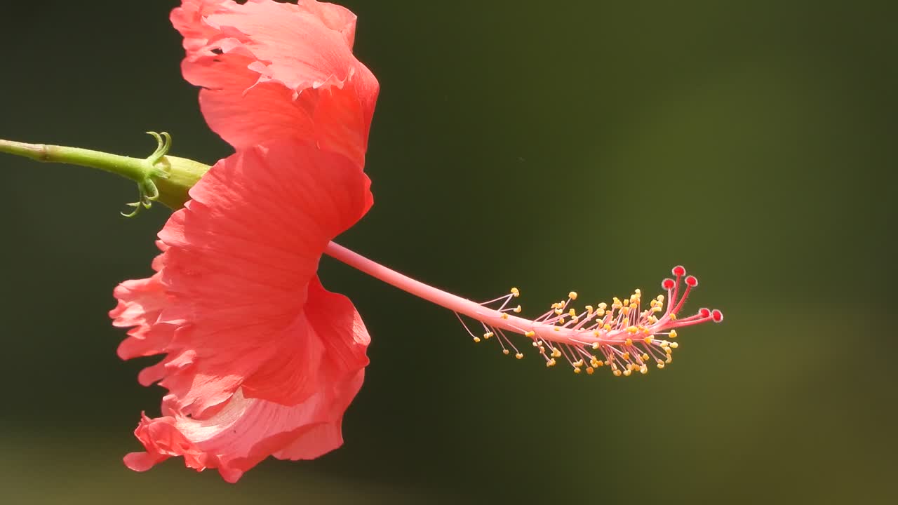 Fiore di Ibisco - sfondo - bello - oro