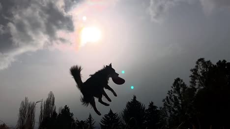 dog catching frisbee in the air