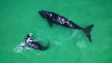 verspieltes walkalb im seichten wasser des strandes mit mutter, beide schläge, drohne über dem kopf