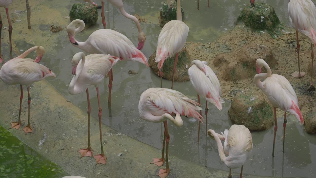 Flock of Flamingos in a Wetland