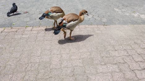 egyptian geese walking and foraging for food on paved footpath