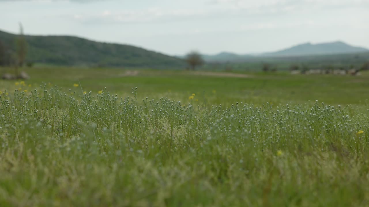 Verschwommene, üppig grüne Wiese mit Wildblumen, die sich im sanften Wind wiegen. Aufnahme mit selektivem Fokus.