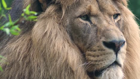 close up of an african lion male relaxing behind green leafed foliage