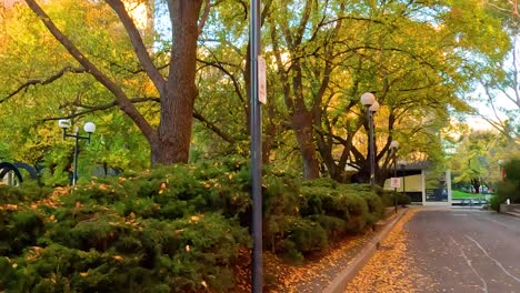 A serene walkway lined with vibrant autumn trees and classic lamp posts, capturing the essence of fall.