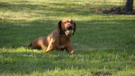 Hungarian-Pointer-retriever-"Vizsla"-lying-in-the-grass,-panting-with-a-ball-in-its-mouth,-180-fps-slow-motion