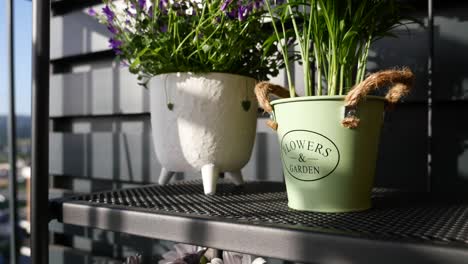 flowers and plants on a balcony shelf