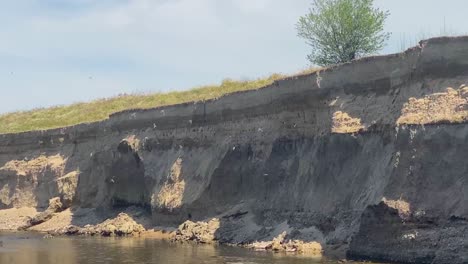 active colony of swallows on the river bank