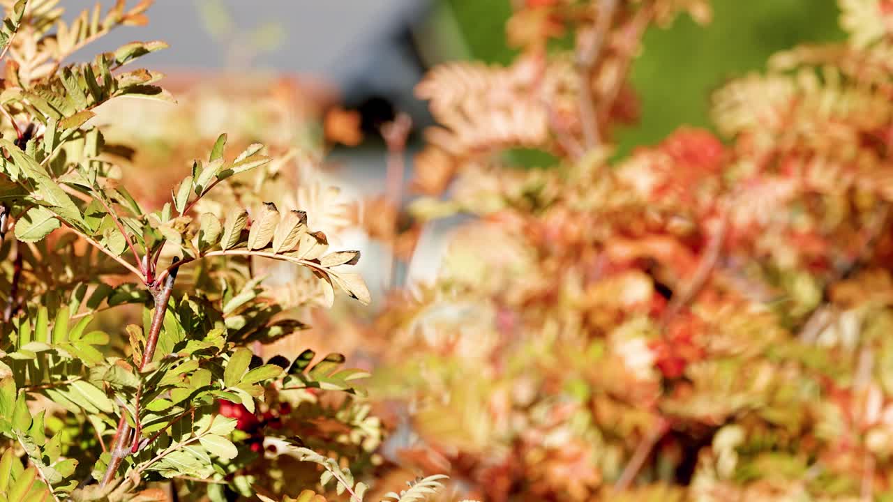 Close-up of autumn foliage and berries gently moving in sunlight, captured outdoors at Lake Tekapo with shallow depth of field and natural lighting