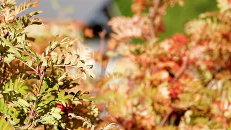close-up of autumn foliage and berries gently moving in sunlight, captured outdoors at lake tekapo with shallow depth of field and natural lighting