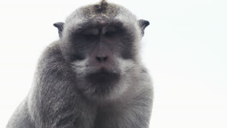 monkey sitting upright against bright white sky in temple setting