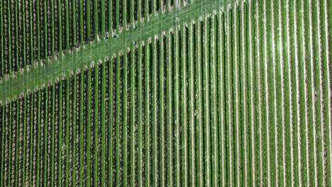 An-aerial,-top-down-view-over-a-large-vineyard-in-the-Hamptons,-New-York-on-a-sunny-day