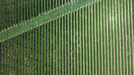 una vista aérea, de arriba hacia abajo sobre un gran viñedo en los hamptons, nueva york en un día soleado