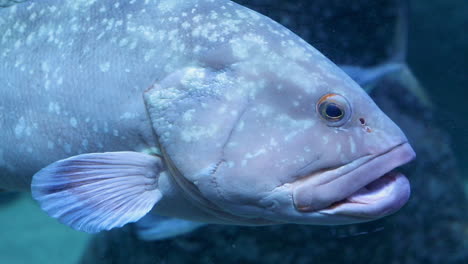 Los-Meros-Son-Peces-De-Varios-Géneros-De-La-Subfamilia-Epinephelinae-De-La-Familia-Serranidae,-En-El-Orden-De-Los-Perciformes.