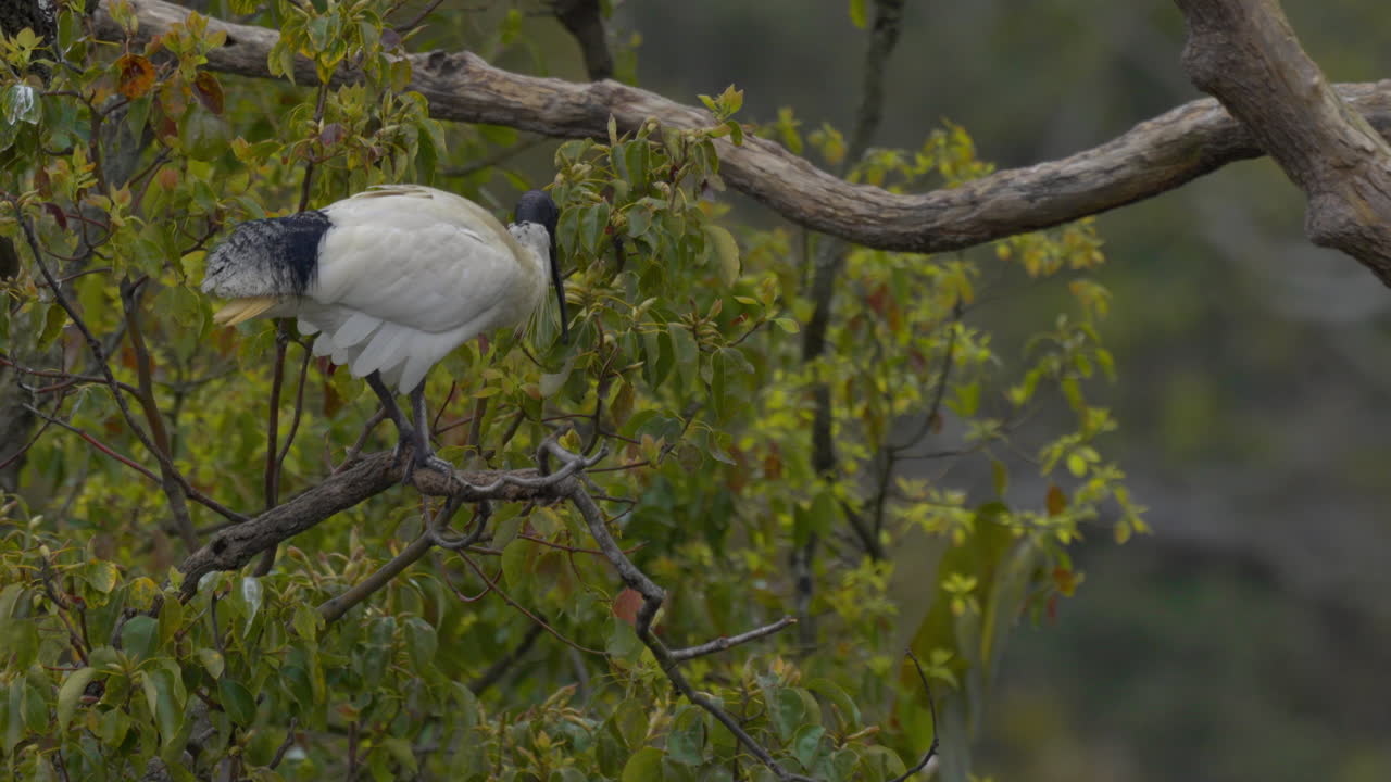 A single Australian white ibis perched in a tree