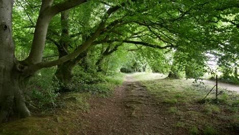 point of view shot of walking through a forest trail with trees over hanging on a sunny day