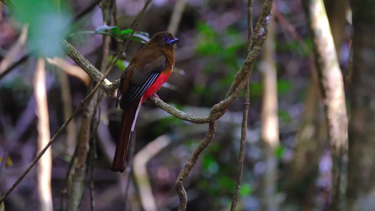 trogón de cabeza roja, harpactes erythrocephalus, tailandia