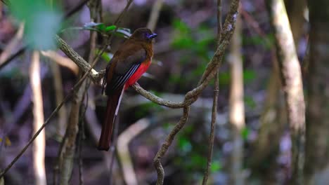 Trogón-De-Cabeza-Roja,-Harpactes-Erythrocephalus,-Tailandia