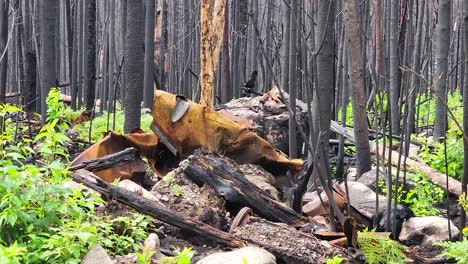 tree bark piled up in the forest after a fire