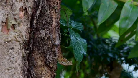 The-Oriental-Garden-Lizard-is-also-called-the-Eastern-Garden-Lizard,-Bloodsucker-and-Changeable-Lizard