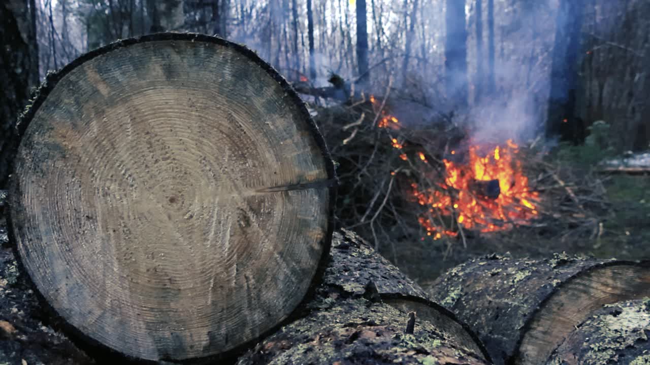 Gorgeous footage of a winter or autumn forest with large chainsaw or saw cut tree logs or timber in a pile in front and large hot orange bonfire or campfire burning in the background with smoke, trees