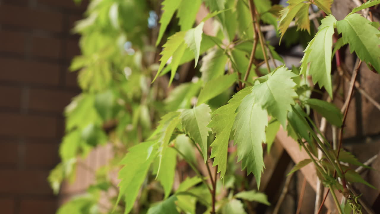 Close View of Five Leaved Ivy Swaying on Wooden Lattice Beside Wall, Wind Ruffling Fresh Green Foliage as Warm Sunlight Highlights Serrated Edges and Slender Stems, Creating Calm Natural Texture