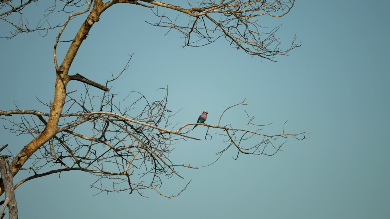 gran angular de un rodillo de pecho lila sentado en un árbol seco bajo la cálida luz del sol africana