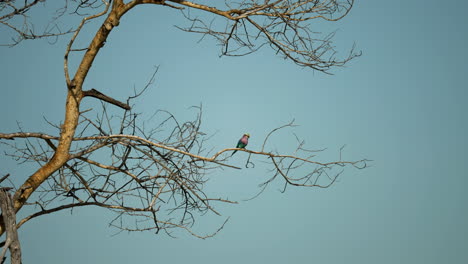 Wide-angle-of-a-lilac-breasted-roller-sitting-in-a-dry-tree-in-the-hot-African-sunlight