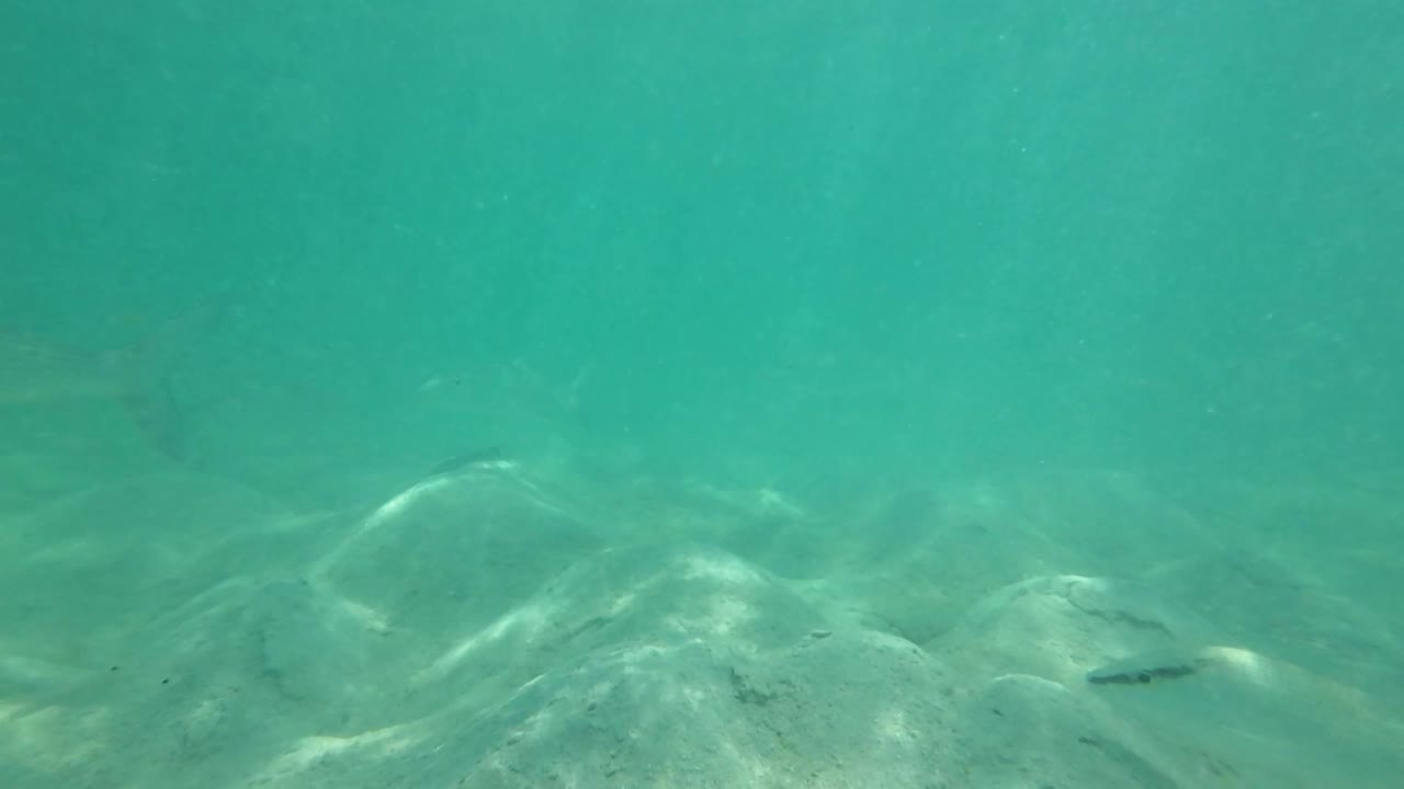 깨 한 푸른 물 에서 모래 바닥 을 헤엄치는 어리 무리 의 수중 풍경