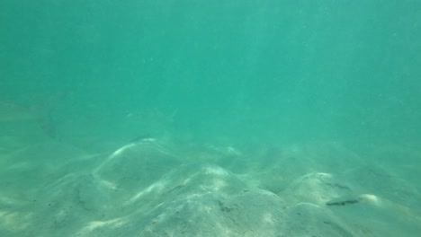 underwater view of a school of bonefish swimming over sandy seabed in clear turquoise water