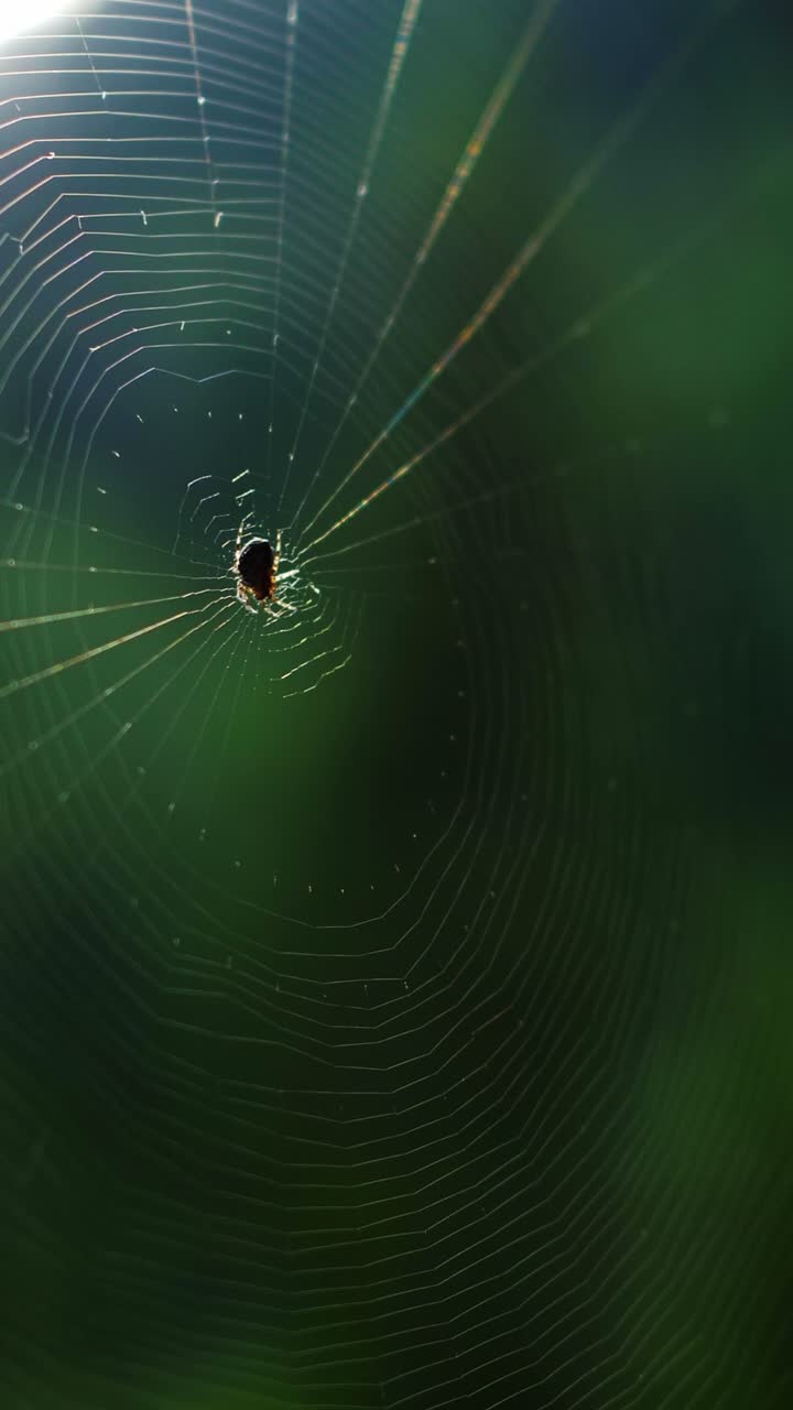 Spider in its Web