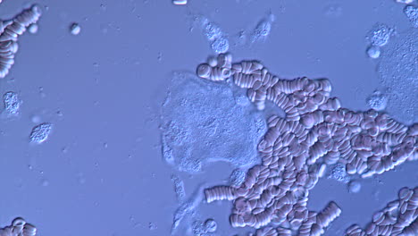 microscopic view of human blood cells