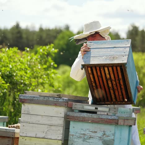 beekeeper works with wooden hives in summer day. many bees flying on the apiary. apiarist carrying hives on bee farm among nature