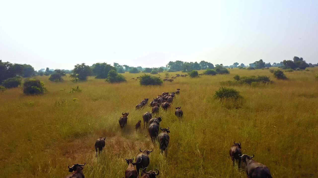 Rapid aerial drone shot passing above a moving herd of African buffalos (Syncerus caffer) grazing in tall golden grass, Murchison Falls National Park, Uganda