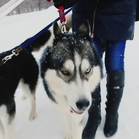 walking with husky dogs on a winter day 02