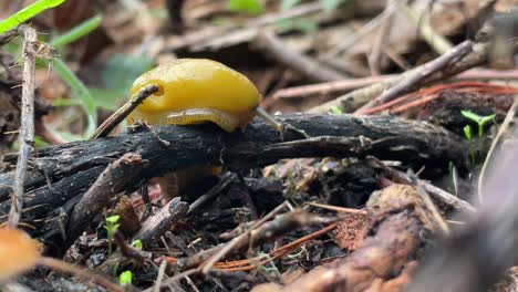 Leuchtend-Gelbe-Bananenschnecke-In-Freier-Wildbahn