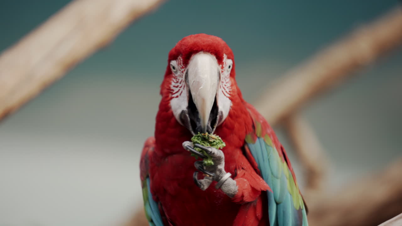 hermoso loro guacamayo alimentándose de una fruta en el zoológico de granby, quebec, canadá