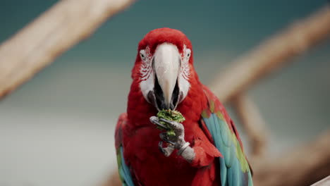 Beautiful-Macaw-Parrot-feeding-on-a-piece-of-fruit-In-Granby-Zoo,-Quebec,-Canada