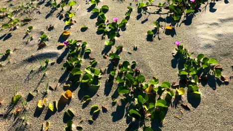 Wunderschöne-Strandblumen-An-Reben,-Die-Im-Feuchten-Sand-Wachsen