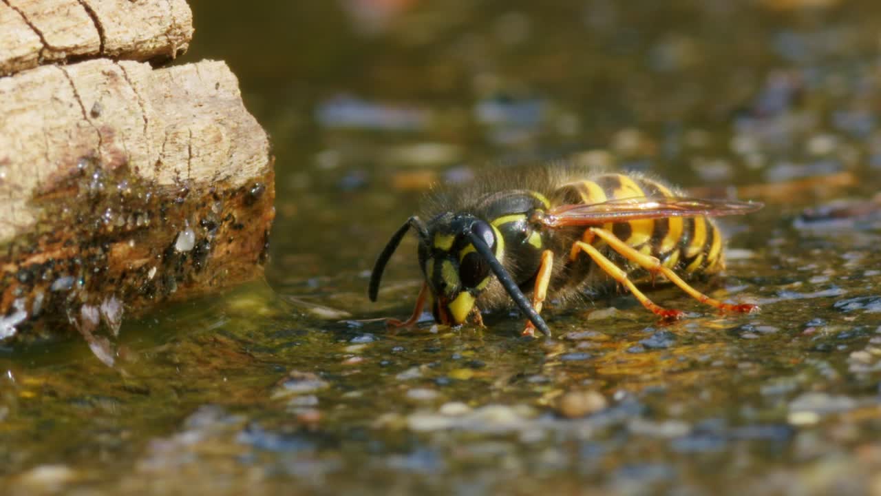 vista de cerca de la avispa común vespula vulgaris bebiendo agua y volando